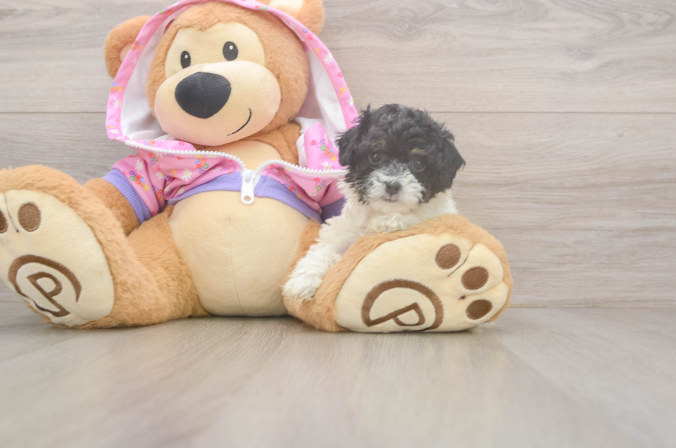 5 week old Poodle Puppy For Sale - Seaside Pups