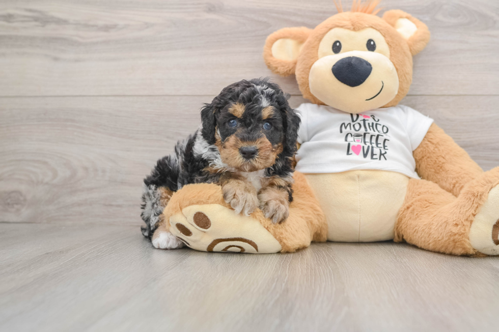 Poodle Puppy for Adoption