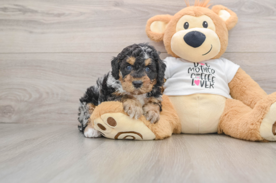 Poodle Puppy for Adoption