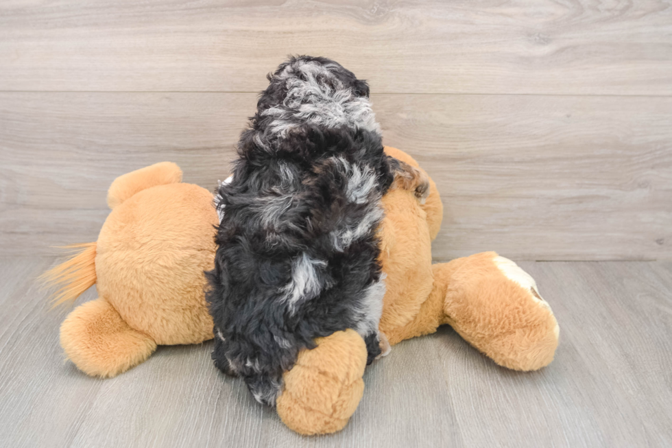 Poodle Pup Being Cute