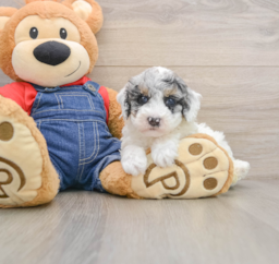 7 week old Poodle Puppy For Sale - Seaside Pups