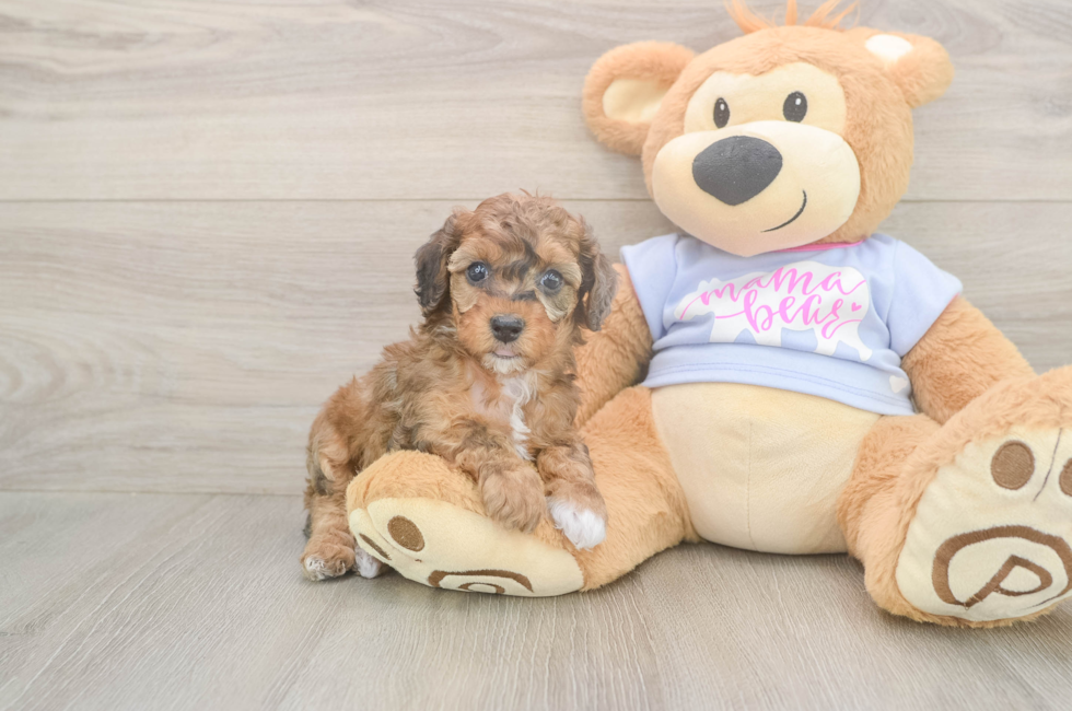 5 week old Poodle Puppy For Sale - Seaside Pups