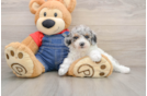 Poodle Pup Being Cute
