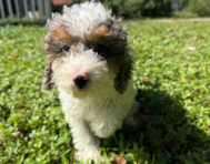 10 week old Poodle Puppy For Sale - Seaside Pups