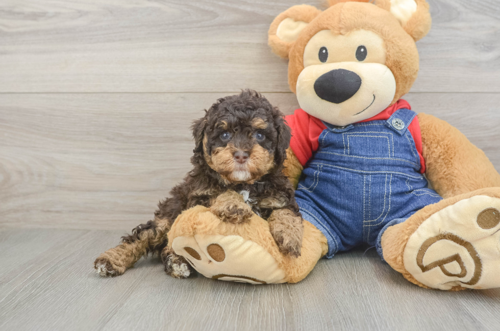 5 week old Poodle Puppy For Sale - Seaside Pups
