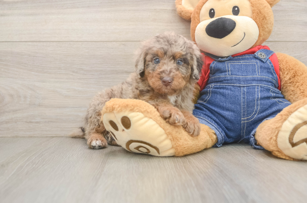 5 week old Poodle Puppy For Sale - Seaside Pups