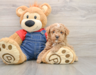 6 week old Poodle Puppy For Sale - Seaside Pups