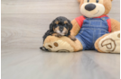 Poodle Puppy for Adoption