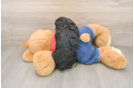 Poodle Puppy for Adoption