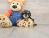 6 week old Poodle Puppy For Sale - Seaside Pups