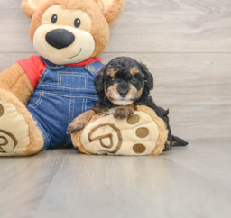 5 week old Poodle Puppy For Sale - Seaside Pups