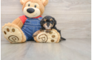Popular Poodle Purebred Pup