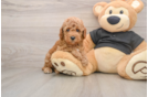 Petite Pudel Purebred Puppy