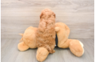 Playful Poodle Purebred Pup