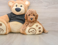 8 week old Poodle Puppy For Sale - Seaside Pups