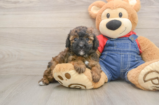 Poodle Puppy for Adoption