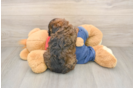 Hypoallergenic Poodle Purebred Pup