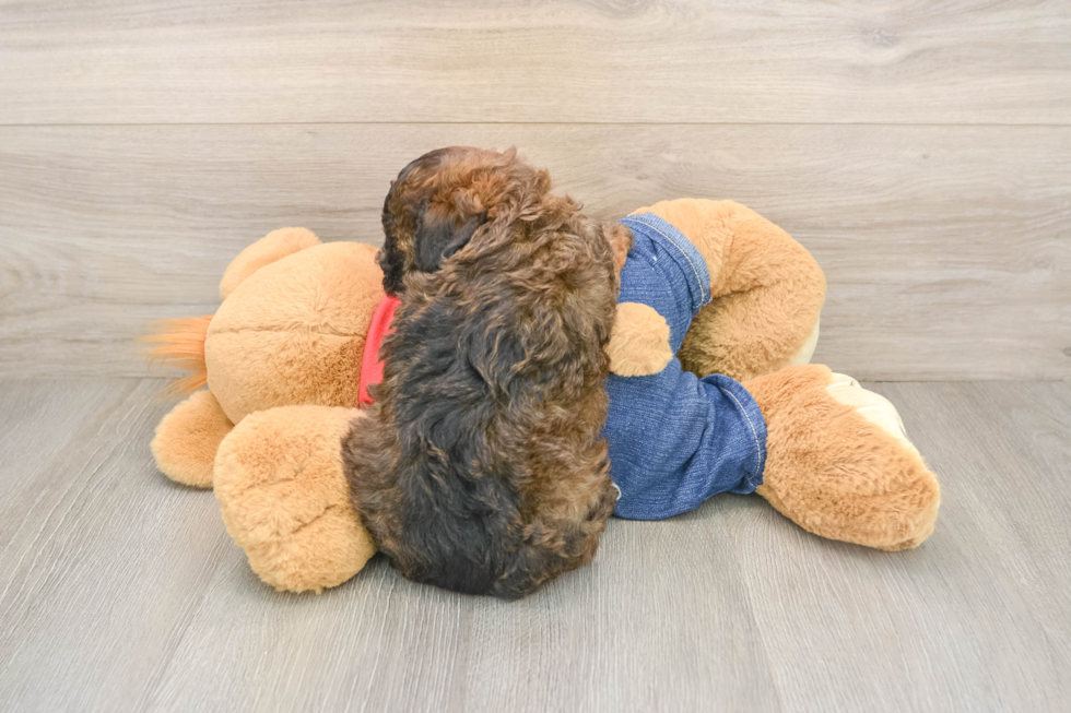 Hypoallergenic Poodle Purebred Pup