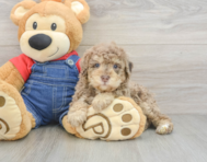 6 week old Poodle Puppy For Sale - Seaside Pups