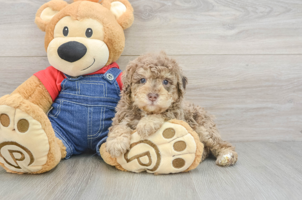 5 week old Poodle Puppy For Sale - Seaside Pups
