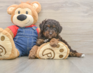 7 week old Poodle Puppy For Sale - Seaside Pups