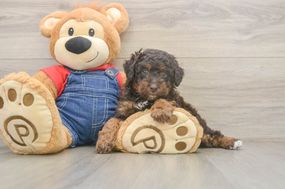 5 week old Poodle Puppy For Sale - Seaside Pups