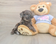 7 week old Poodle Puppy For Sale - Seaside Pups