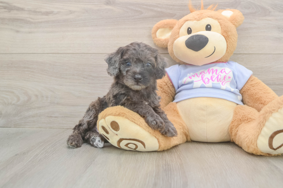 5 week old Poodle Puppy For Sale - Seaside Pups