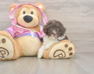 7 week old Poodle Puppy For Sale - Seaside Pups