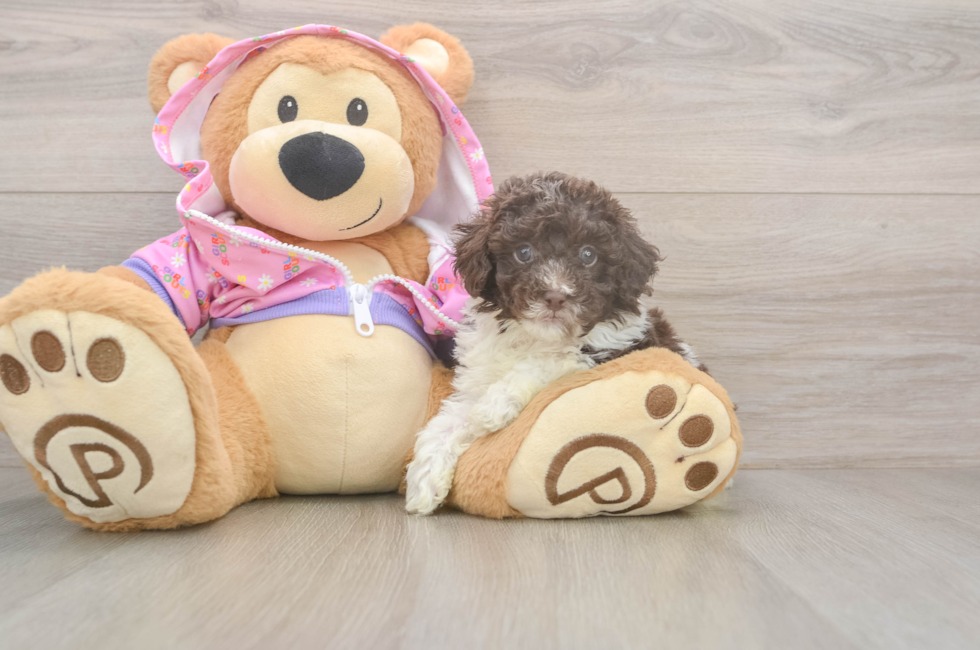 5 week old Poodle Puppy For Sale - Seaside Pups