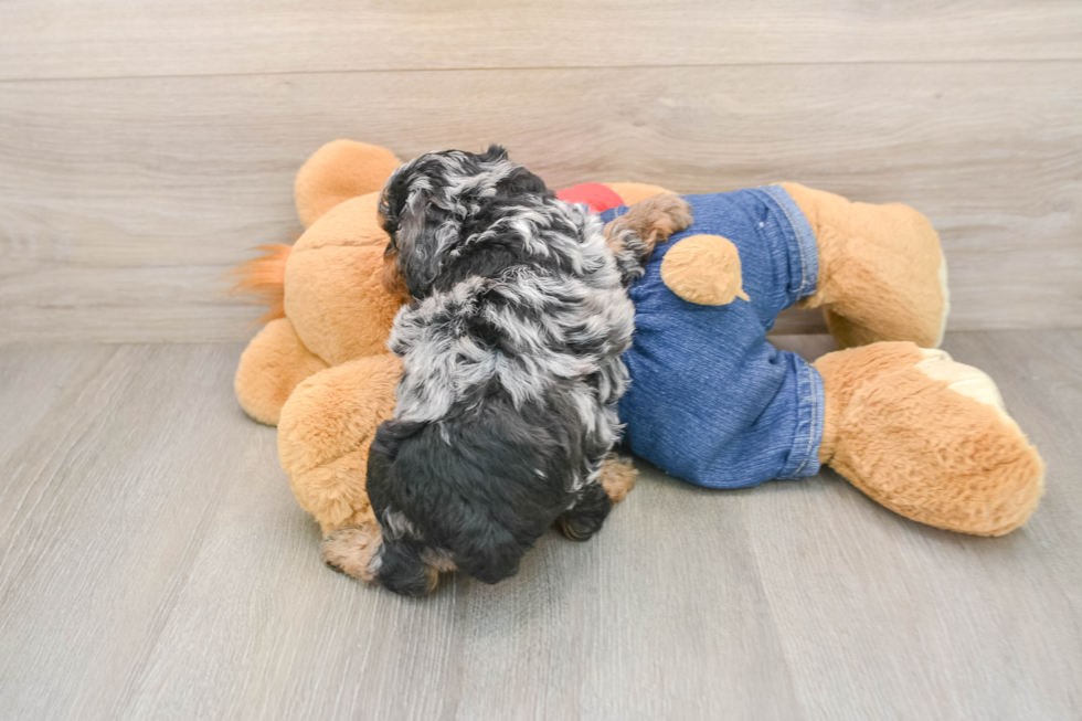 Best Poodle Baby