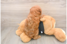 Little Poodle Purebred Pup