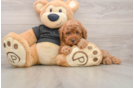 Funny Poodle Baby