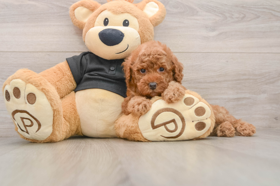 Funny Poodle Baby