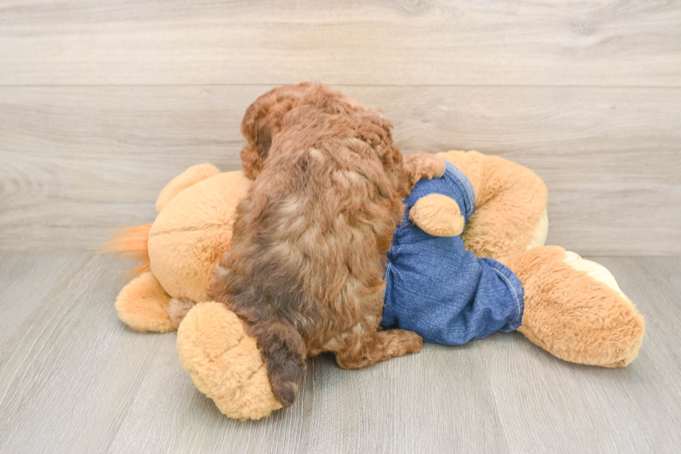 Poodle Pup Being Cute