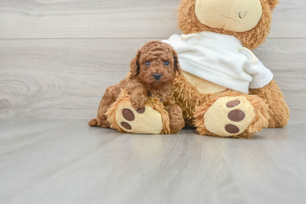 Adorable Pudle Purebred Puppy