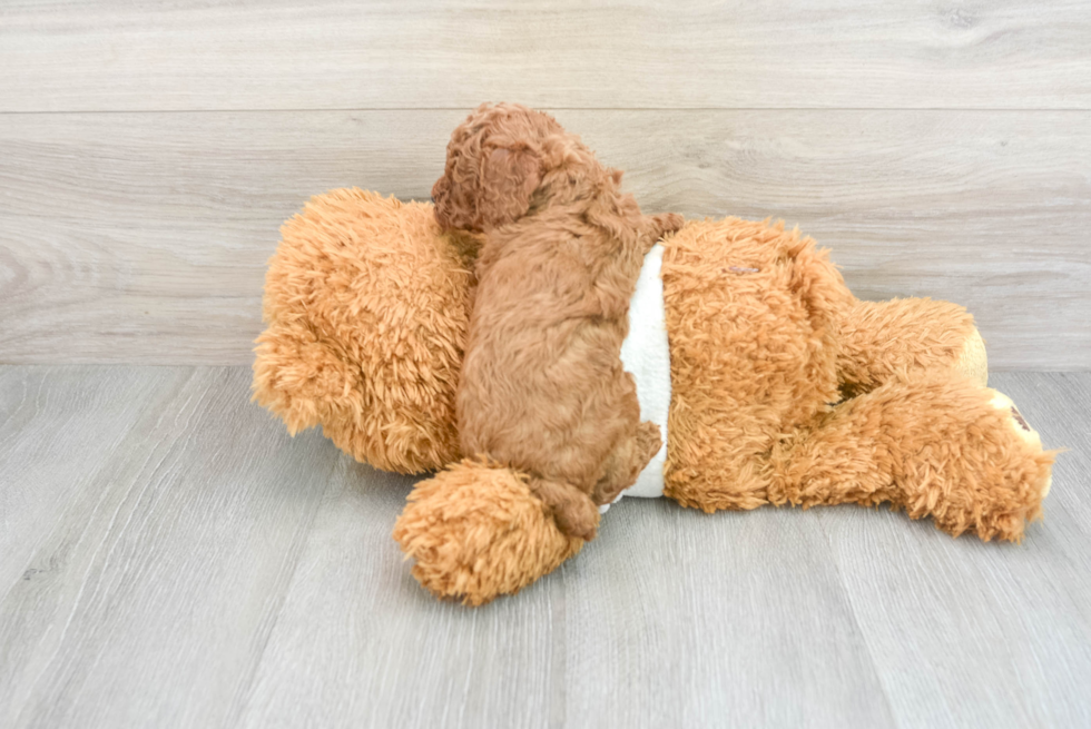 Poodle Puppy for Adoption