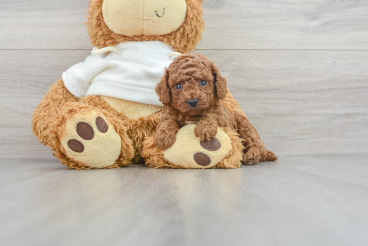 Poodle Pup Being Cute