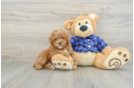 Smart Pudel Purebred Puppy