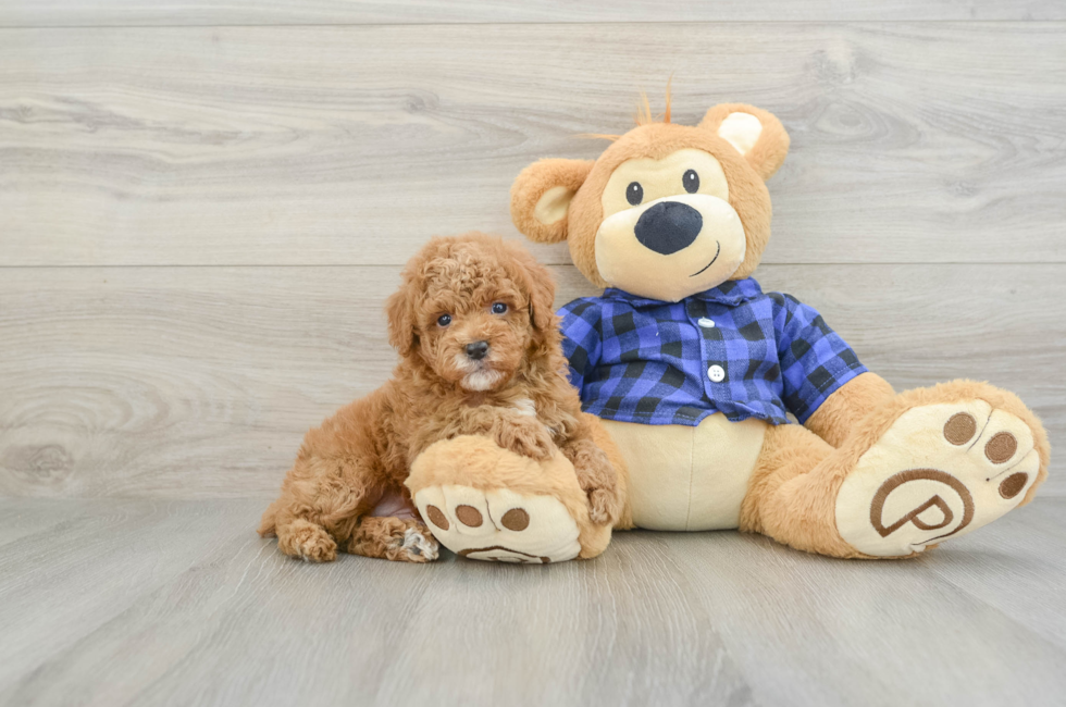 5 week old Poodle Puppy For Sale - Seaside Pups