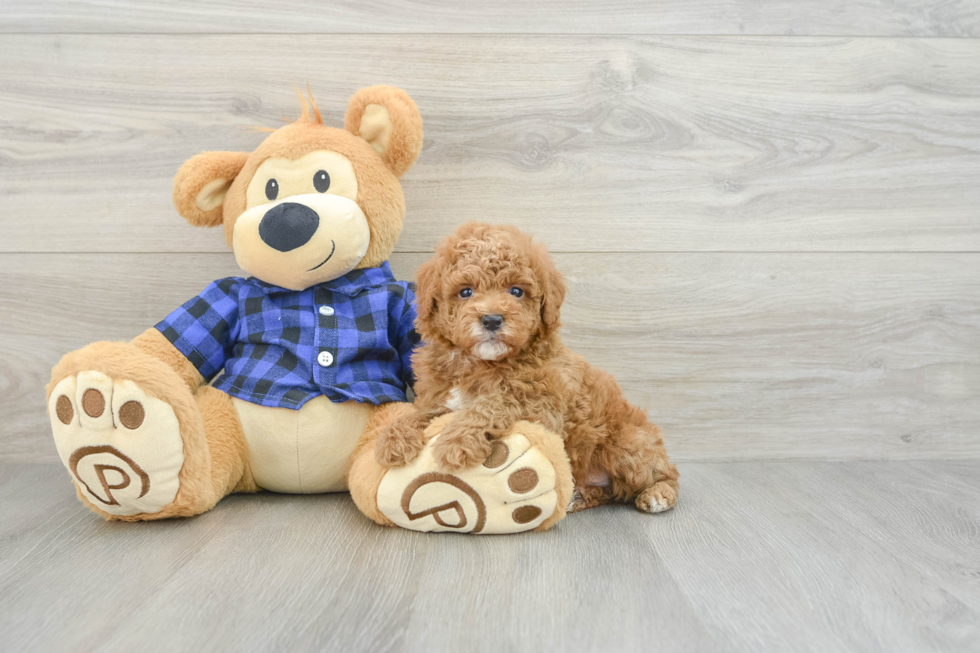 Poodle Pup Being Cute