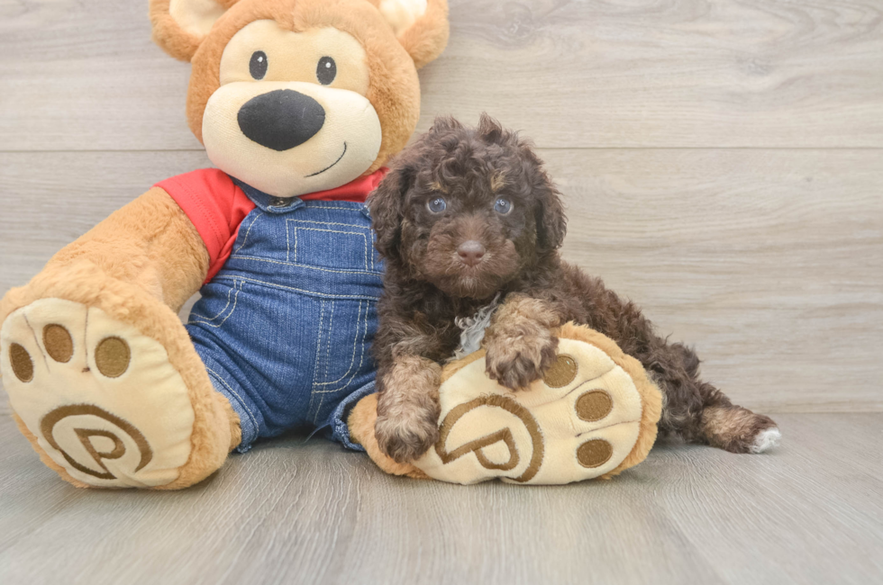 5 week old Poodle Puppy For Sale - Seaside Pups