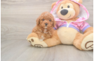 Poodle Puppy for Adoption