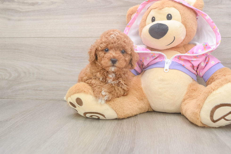 Poodle Puppy for Adoption