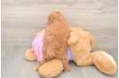 Poodle Pup Being Cute