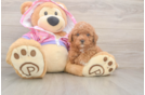Energetic Pooodle Purebred Puppy