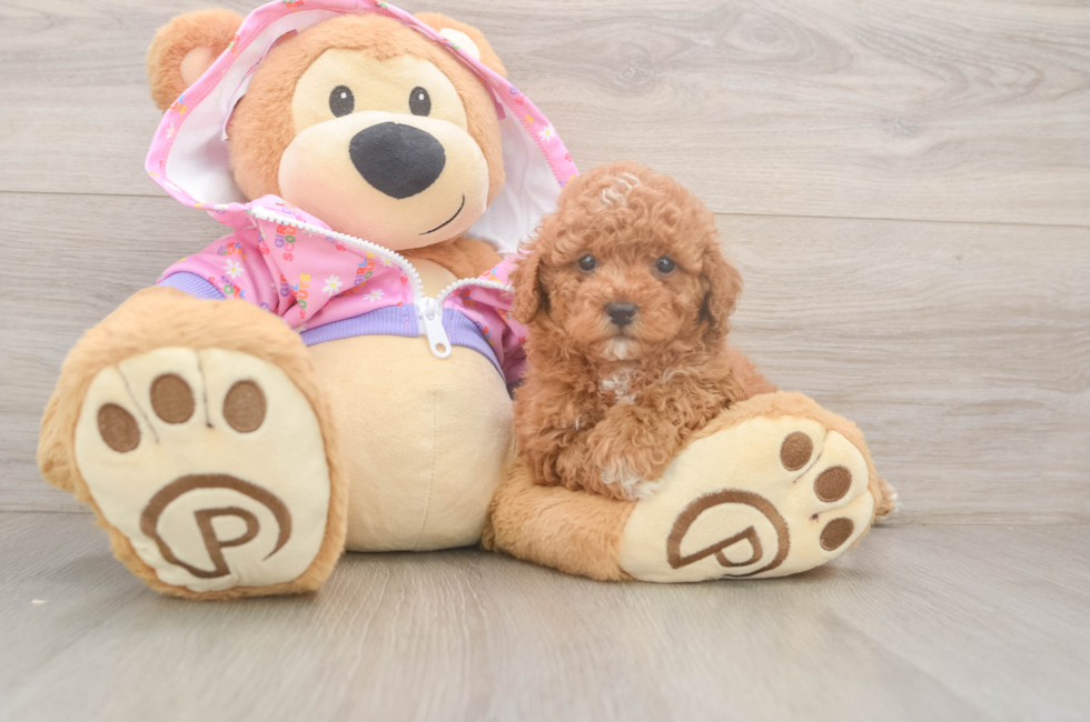 6 week old Poodle Puppy For Sale - Seaside Pups