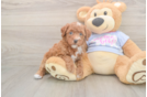 Best Poodle Baby