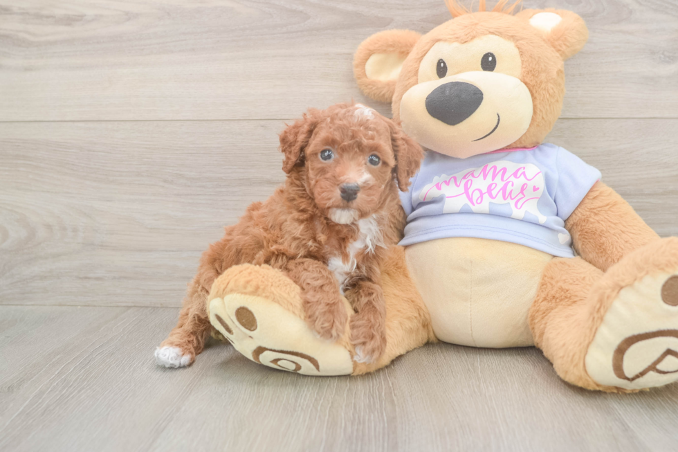 Best Poodle Baby