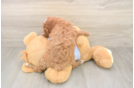 Poodle Puppy for Adoption